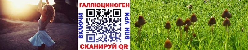 Галлюциногенные грибы Psilocybine cubensis  Нижняя Салда 
